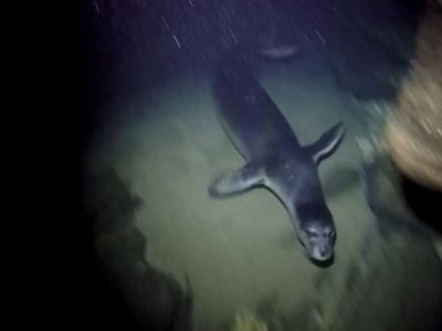 Baby monk seal PADI Scuba diving in Rethymno Crete with Atlantis Diving Center.jpg