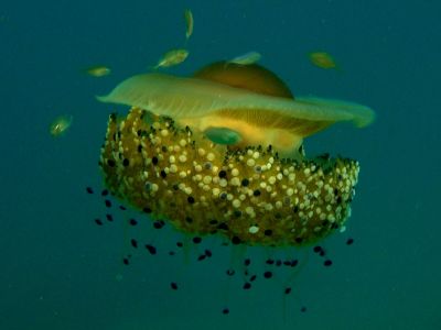Jellyfish PADI Scuba diving in Rethymno Crete with Atlantis Diving Center.jpg