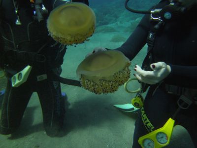 Jellyfish02 PADI Scuba diving in Rethymno Crete with Atlantis Diving Center.JPG