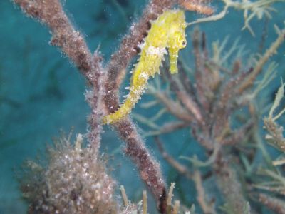 Seahorse01 PADI Scuba diving in Rethymno Crete with Atlantis Diving Center.JPG