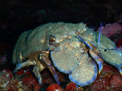Crayfish PADI Scuba diving in Rethymno Crete with Atlantis Diving Center.JPG