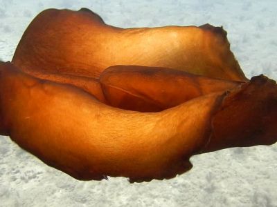 Rabbit PADI Scuba diving in Rethymno Crete with Atlantis Diving Center.jpg