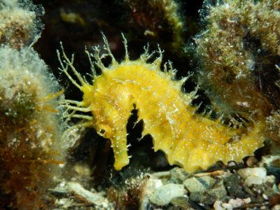 Seahorse1 PADI Scuba diving in Rethymno Crete with Atlantis Diving Center.JPG