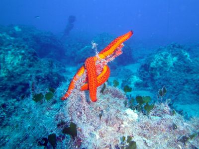 Seastar PADI Scuba diving in Rethymno Crete with Atlantis Diving Center.JPG