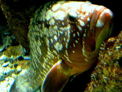 Grouper 1 PADI Scuba diving in Rethymno Crete with Atlantis Diving Center.JPG