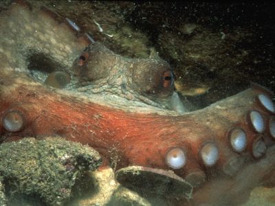 PADI Scuba diving in Rethymno Crete with Atlantis Diving Center.jpg