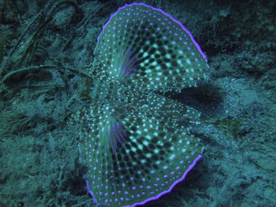 PADI Scuba diving in Rethymno Crete with Atlantis Diving Center11.JPG