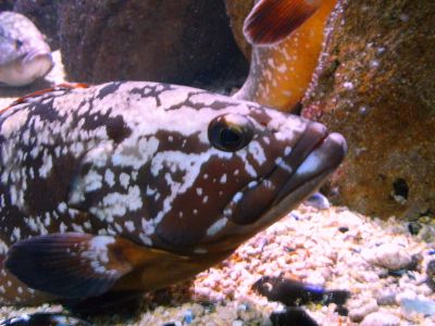 Grouper PADI Scuba diving in Rethymno Crete with Atlantis Diving Center.JPG