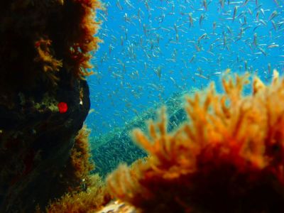 PADI Scuba diving in Rethymno Crete with Atlantis Diving Center 5.jpg