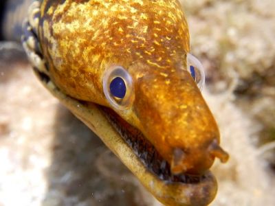Tiger eel PADI Scuba diving in Rethymno Crete with Atlantis Diving Center.jpg