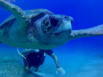 Turtle3 PADI Scuba diving in Rethymno Crete with Atlantis Diving Center.jpg
