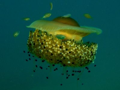Egg jellyfish PADI Scuba diving in Rethymno Crete with Atlantis Diving Center.jpg