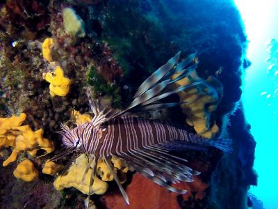 Lionfish PADI Scuba diving in Rethymno Crete with Atlantis Diving Center.jpg