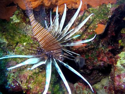 Lionfish3 PADI Scuba diving in Rethymno Crete with Atlantis Diving Center.jpg