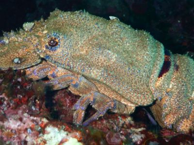 PADI Scuba diving in Rethymno Crete with Atlantis Diving Center8.JPG