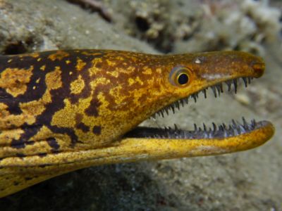 PADI Scuba diving in Rethymno Crete with Atlantis Diving Center9.JPG