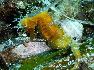 Seahorse PADI Scuba diving in Rethymno Crete with Atlantis Diving Center.JPG
