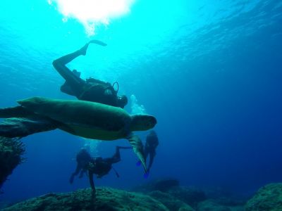 Turtle panormo PADI Scuba diving in Rethymno Crete with Atlantis Diving Center.jpg