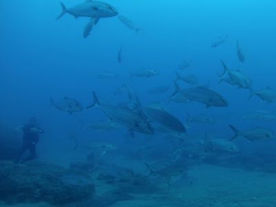 Amberjack PADI Scuba diving in Rethymno Crete with Atlantis Diving Center.jpg