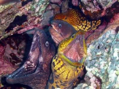 Group of moray eels PADI Scuba diving in Rethymno Crete with Atlantis Diving Center.JPG