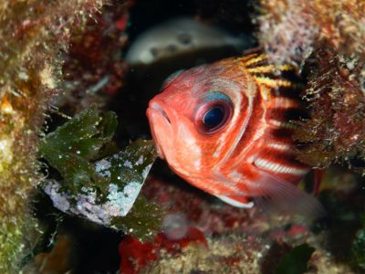 PADI Scuba diving in Rethymno Crete with Atlantis Diving Center Soldier.JPG