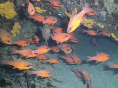 Cardinal Fishes PADI Scuba diving in Rethymno Crete with Atlantis Diving Center.JPG