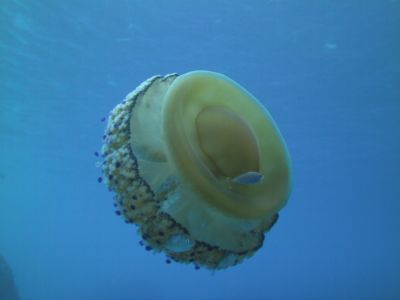 Jellyfish1 PADI Scuba diving in Rethymno Crete with Atlantis Diving Center.JPG