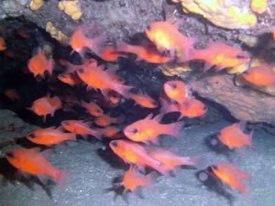 PADI Scuba diving in Rethymno Crete with Atlantis Diving Center Cardinals.JPG