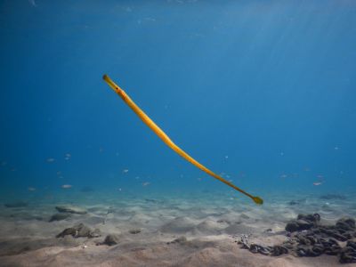 PADI Scuba diving in Rethymno Crete with Atlantis Diving Center.JPG