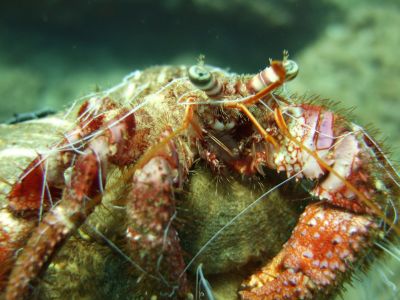 PADI Scuba diving in Rethymno Crete with Atlantis Diving Center6.jpg