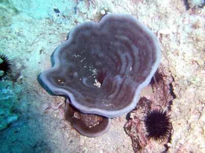 Sponge PADI Scuba diving in Rethymno Crete with Atlantis Diving Center.JPG