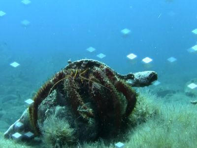 Crab PADI Scuba diving in Rethymno Crete with Atlantis Diving Center.jpg