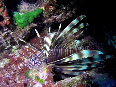 Lionfish2 PADI Scuba diving in Rethymno Crete with Atlantis Diving Center.jpg