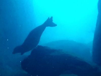Monk seal highlight PADI Scuba diving in Rethymno Crete with Atlantis Diving Center.jpg
