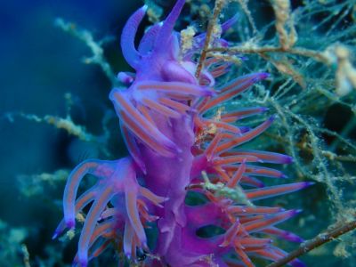 Nud PADI Scuba diving in Rethymno Crete with Atlantis Diving Center.JPG