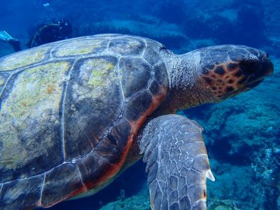 Turtle 1 PADI Scuba diving in Rethymno Crete with Atlantis Diving Center.JPG