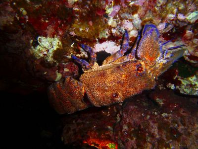 Crayfish 1 PADI Scuba diving in Rethymno Crete with Atlantis Diving Center.JPG