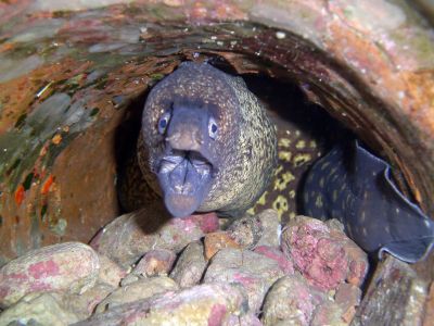 PADI Scuba diving in Rethymno Crete with Atlantis Diving Center Helena.JPG