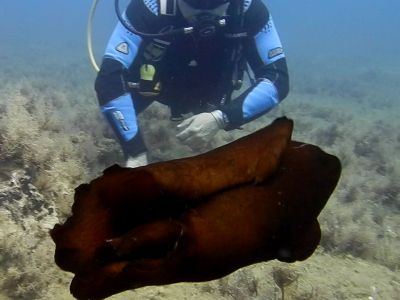 Rabbit 1 PADI Scuba diving in Rethymno Crete with Atlantis Diving Center.jpg