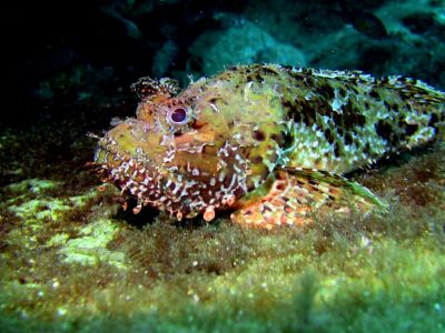 Scorpion fish PADI Scuba diving in Rethymno Crete with Atlantis Diving Center.JPG