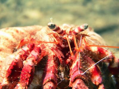 PADI Scuba diving in Rethymno Crete with Atlantis Diving Center.jpg