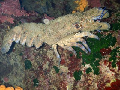 PADI Scuba diving in Rethymno Crete with Atlantis Diving Center7.JPG