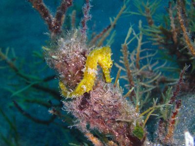 Seahorse0 PADI Scuba diving in Rethymno Crete with Atlantis Diving Center.JPG