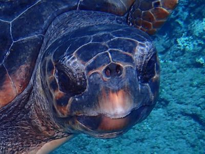 Turtle 0 PADI Scuba diving in Rethymno Crete with Atlantis Diving Center.JPG