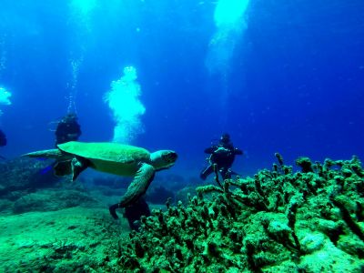 Turtle PADI Scuba diving in Rethymno Crete with Atlantis Diving Center Panormo.jpg