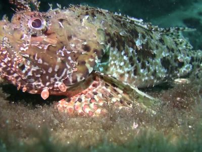 Scorpionfish PADI Scuba diving in Rethymno Crete with Atlantis Diving Center.jpg