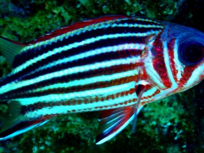 Soldier PADI Scuba diving in Rethymno Crete with Atlantis Diving Center.JPG