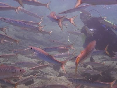 Barracuda PADI Scuba diving in Rethymno Crete with Atlantis Diving Center.jpg