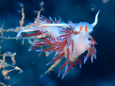 PADI Scuba diving in Rethymno Crete with Atlantis Diving Center nudibranch.JPG