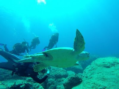 Turtle highlight1 PADI Scuba diving in Rethymno Crete with Atlantis Diving Center.jpg